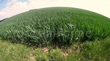 美丽的春天绿黑麦和小麦领域的<strong>绿色产业</strong>特写。 草在风中摇曳
